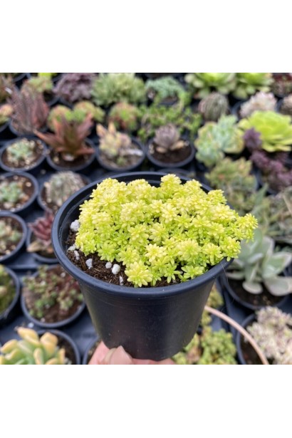 Очиток Yellow Queen саженец в горшке